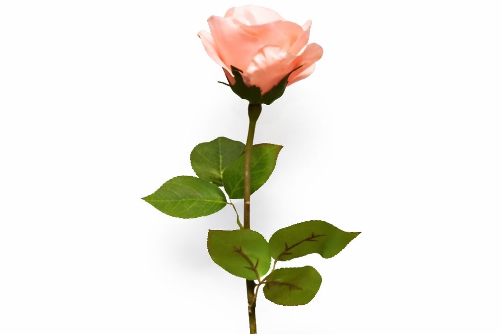 Peach Rose 1