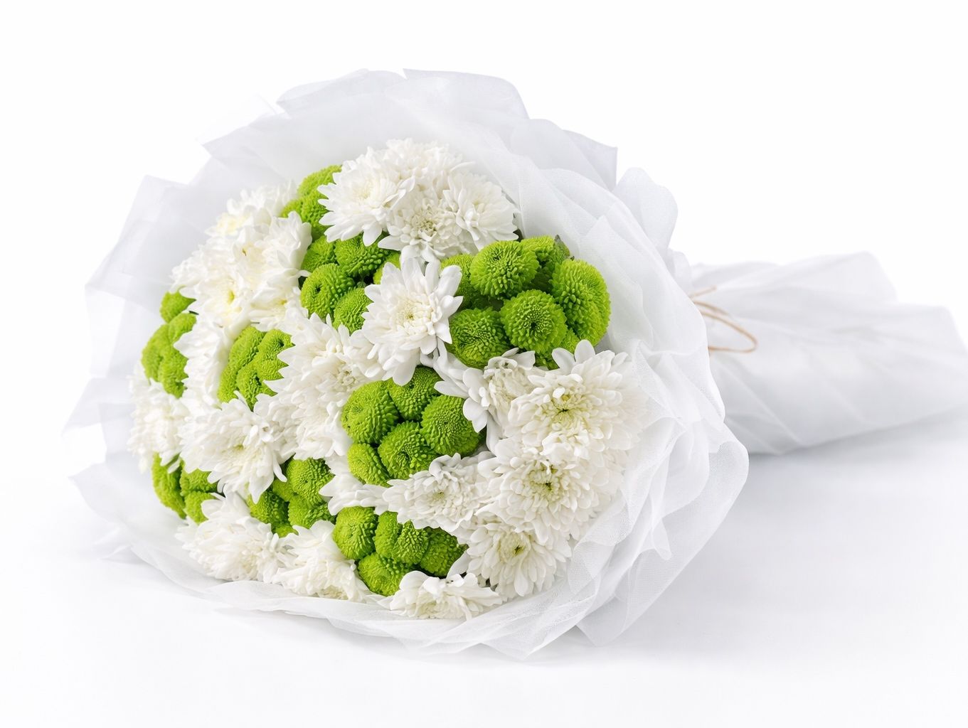 White rose 26