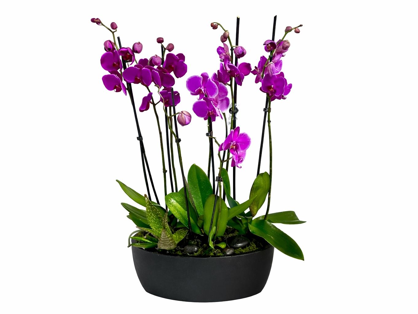 Orchid plant x2 flowers