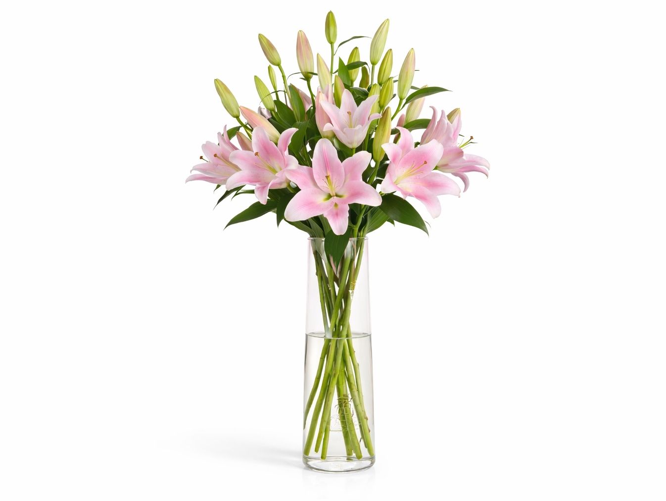 Pink Rose 23