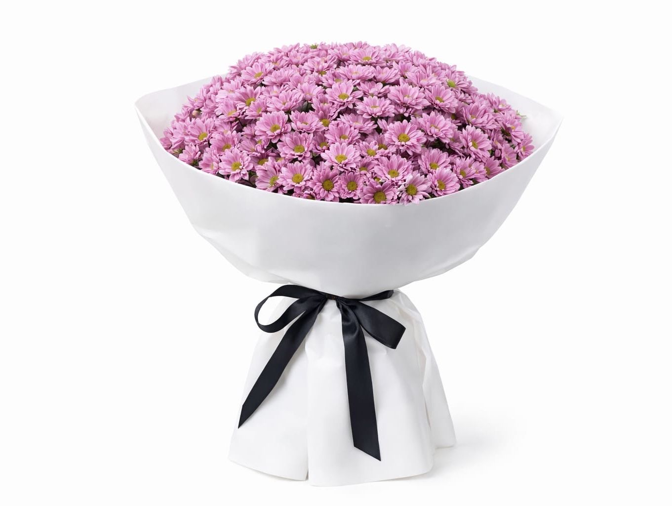 Pink Rose 31