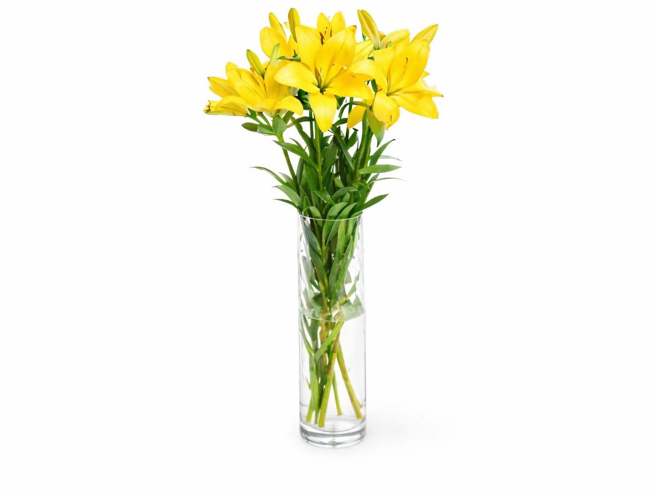 Yellow Rose 6