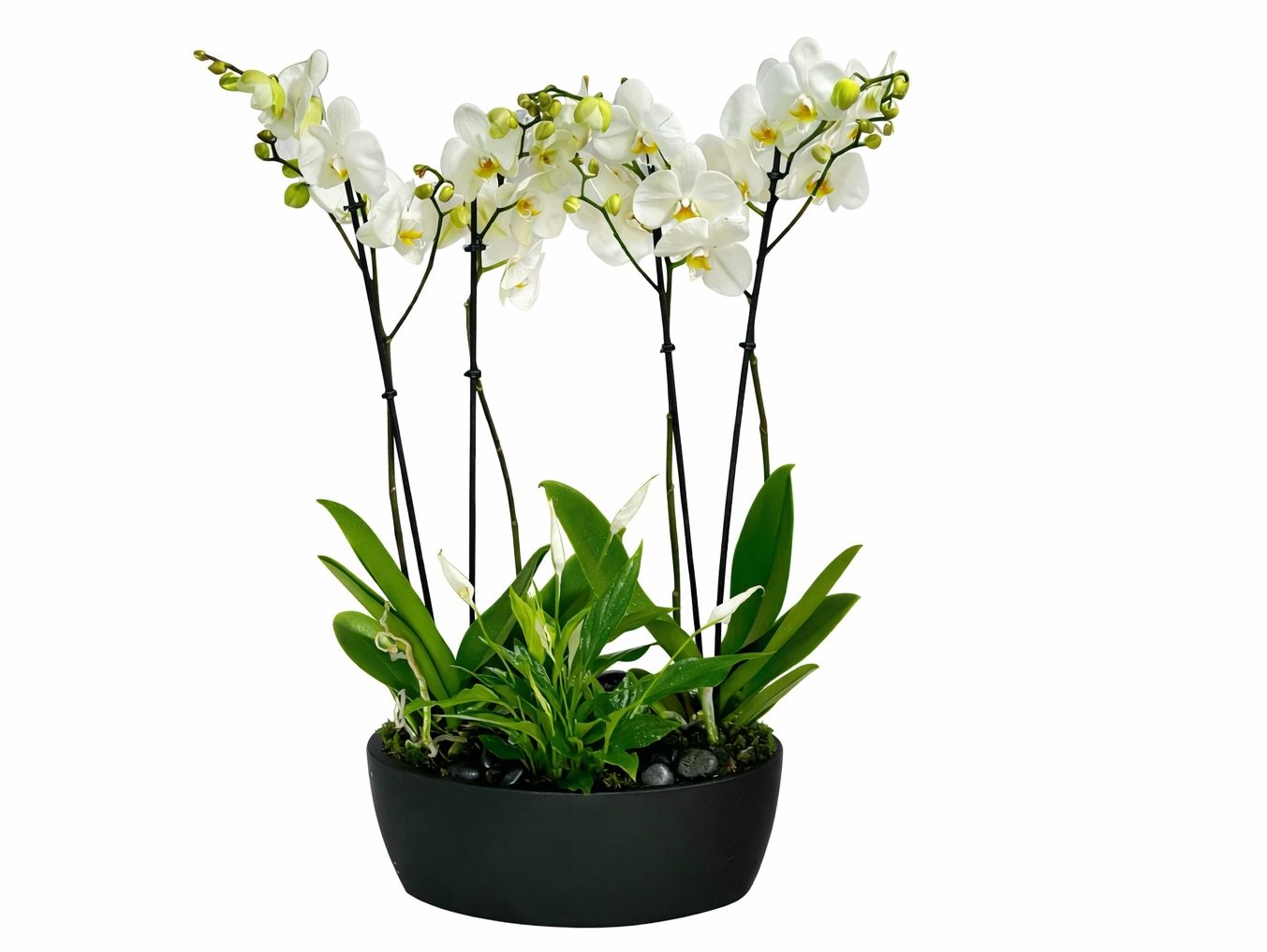 White orchid plant x2