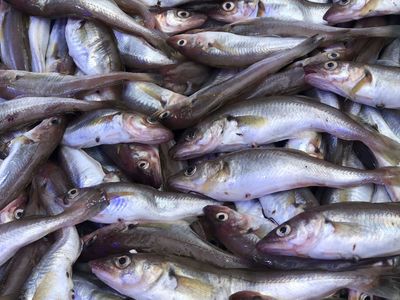 Karadeniz Mezgit (1 kg.) (Pişirilmemiş)