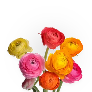 الورود الفئة