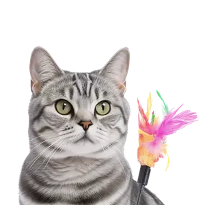 Cats Essentials category