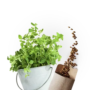 الأعشاب و البذور الفئة