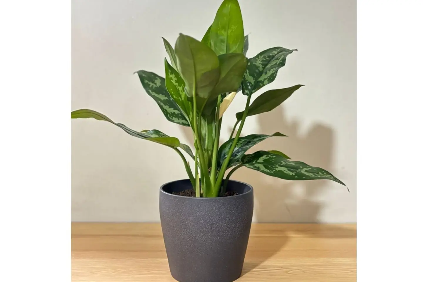 نبتة اجلونيما