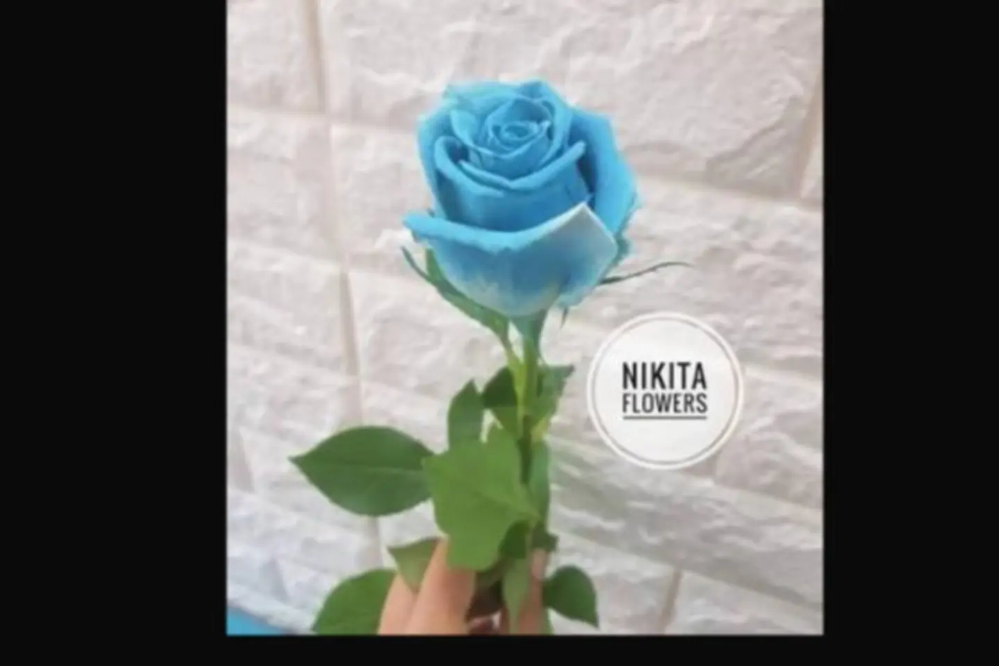 وردة جوري سماوي