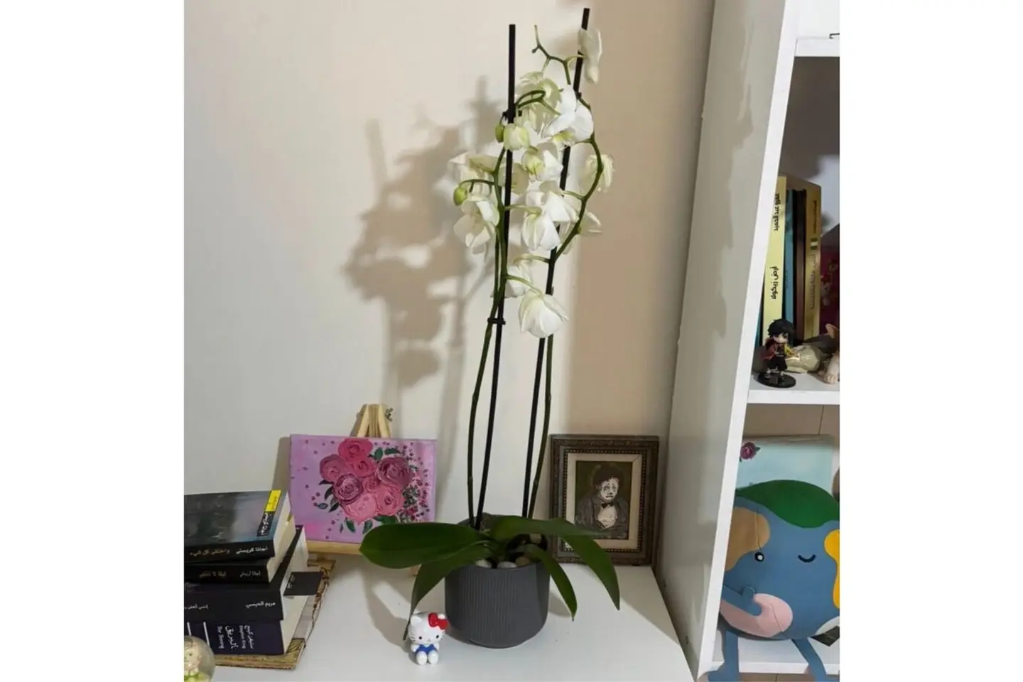 Orchid Plant