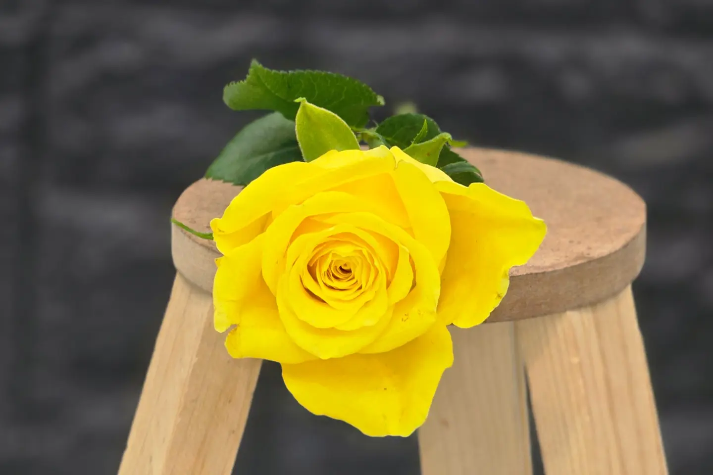 Yellow Rose