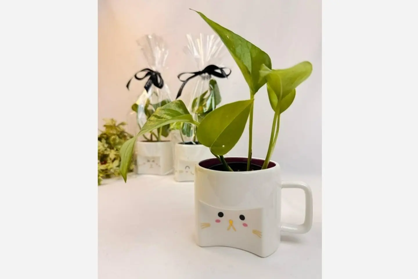 Natural Plant Eid Gift