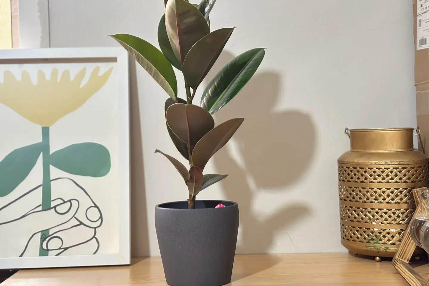 شتلة الفيكس المطاطي