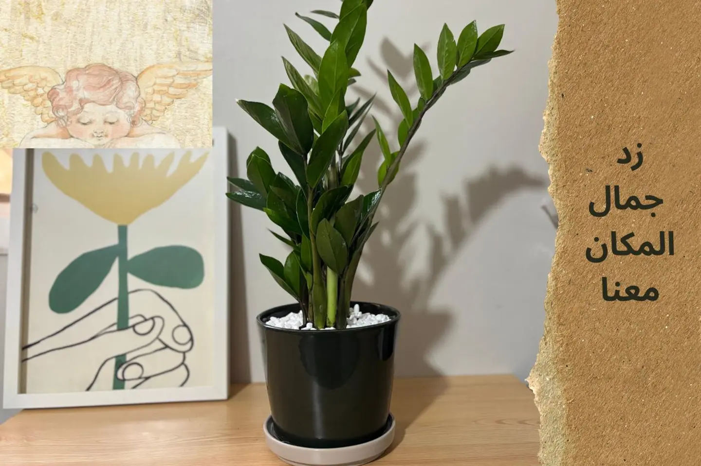 نبتة الزاميا في فازة سيراميك من إيكيا