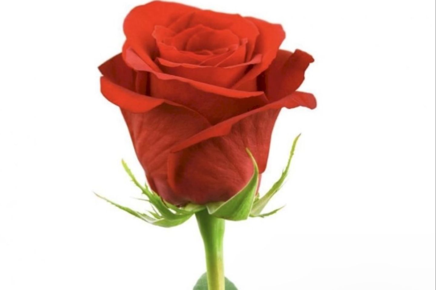 Red Rose