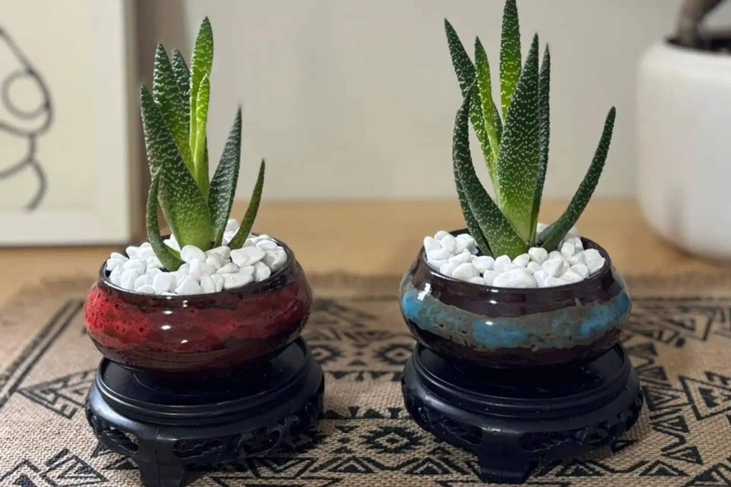 بكج الصبّار الأنيق