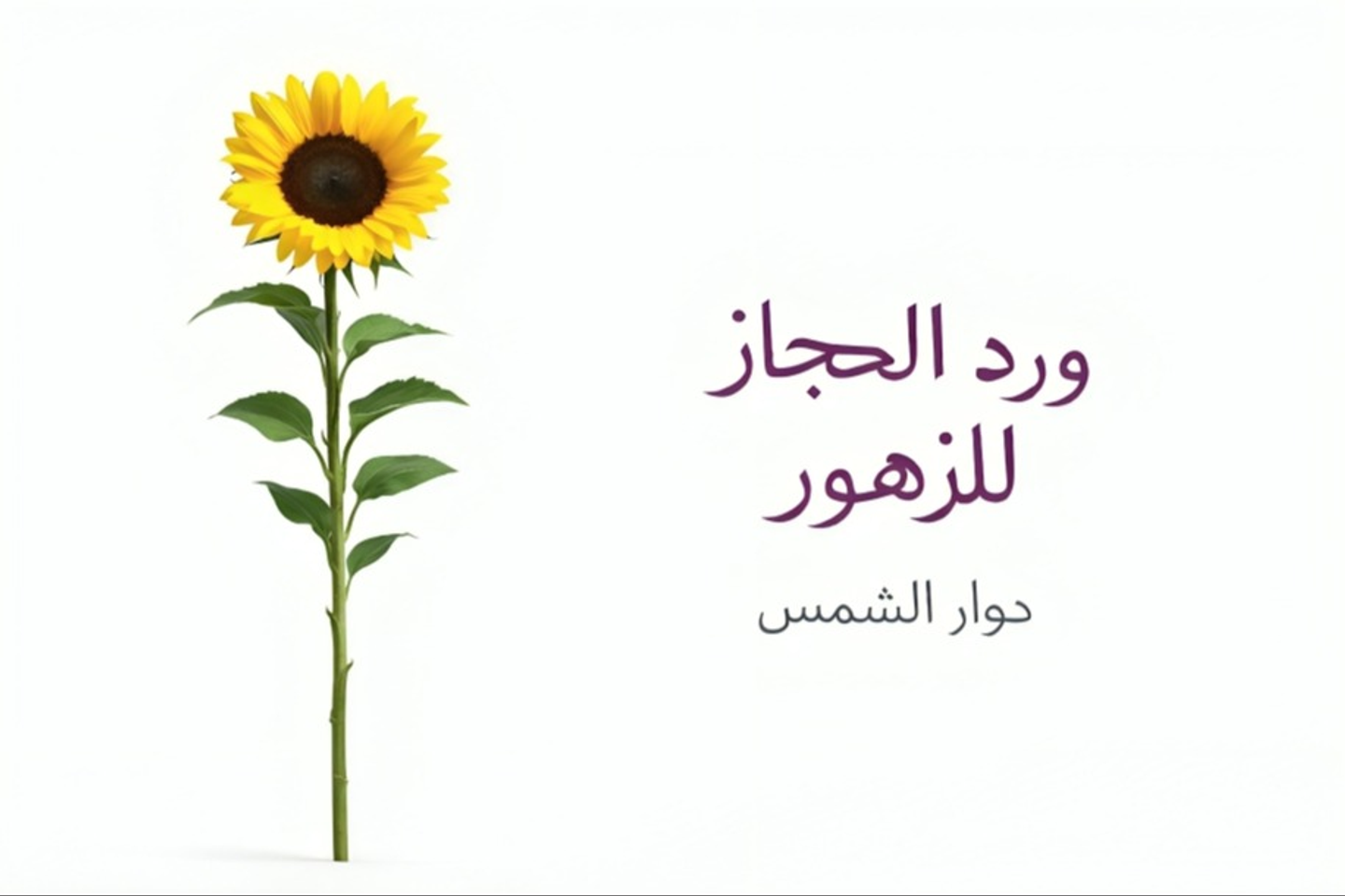 Rose   577