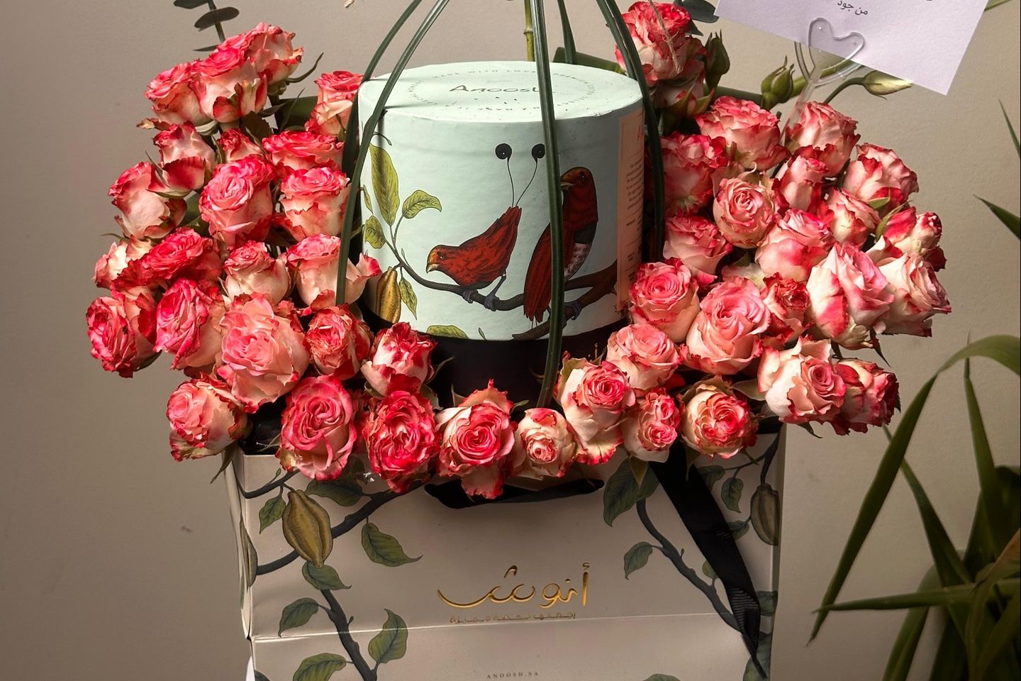 تشوكلت انوش
