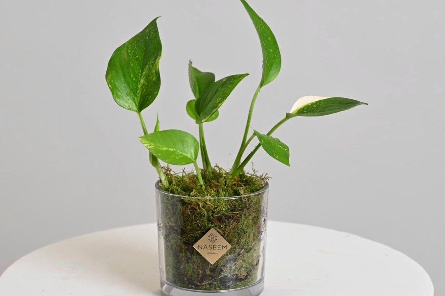 Small Pothos Plant
