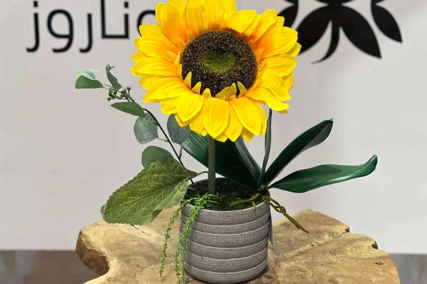 فازات جوناروز ١١