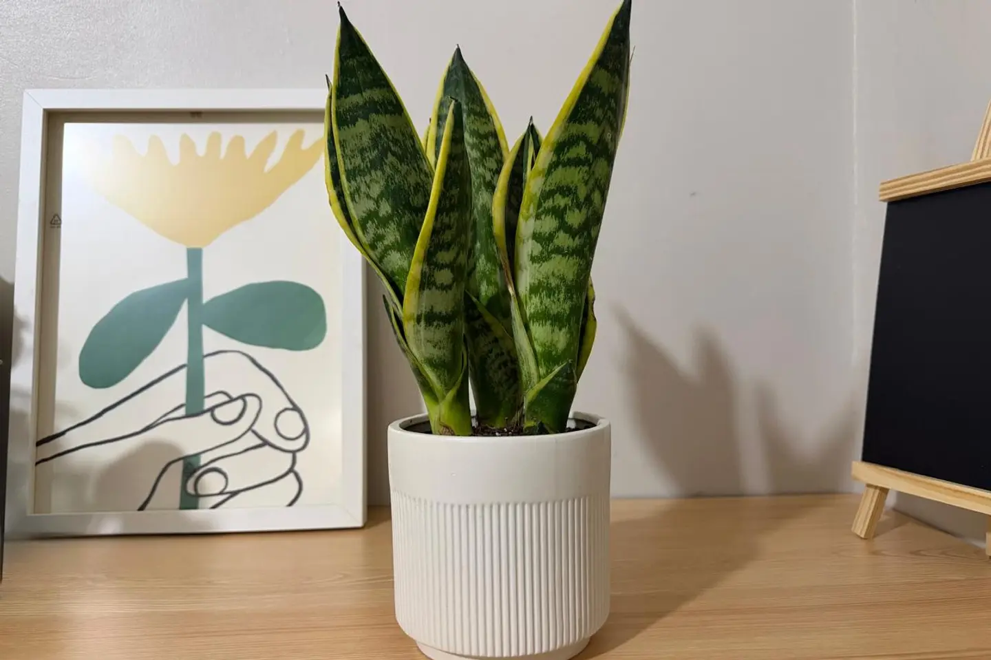 نبتةجلد النمر