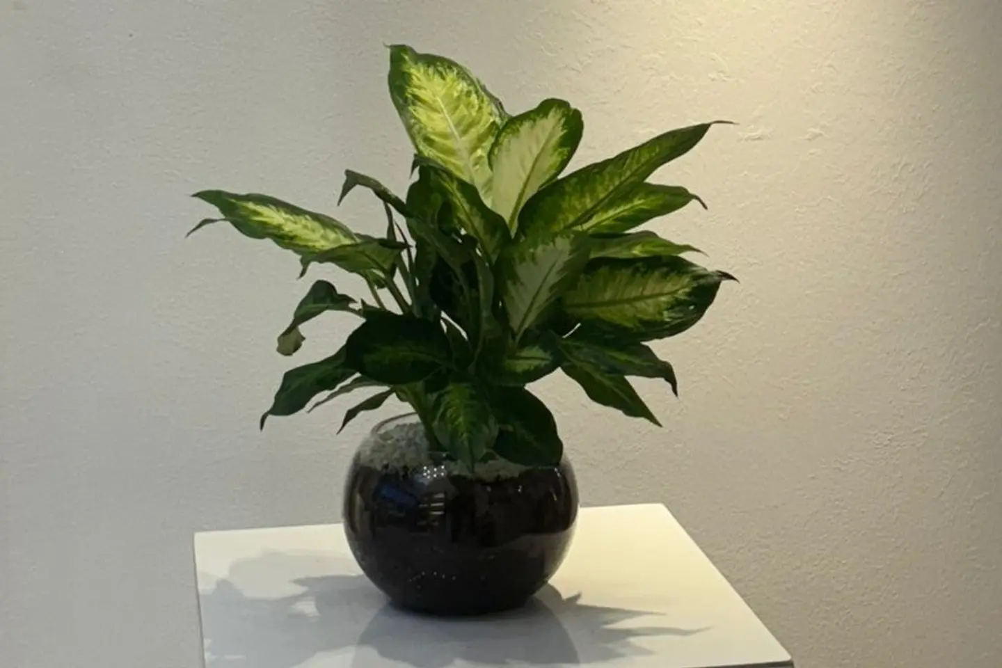 Dieffenbachia Plant