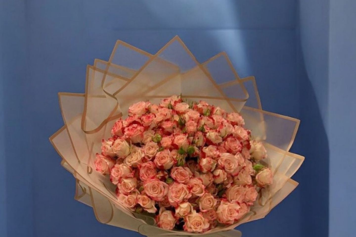 Rose 60