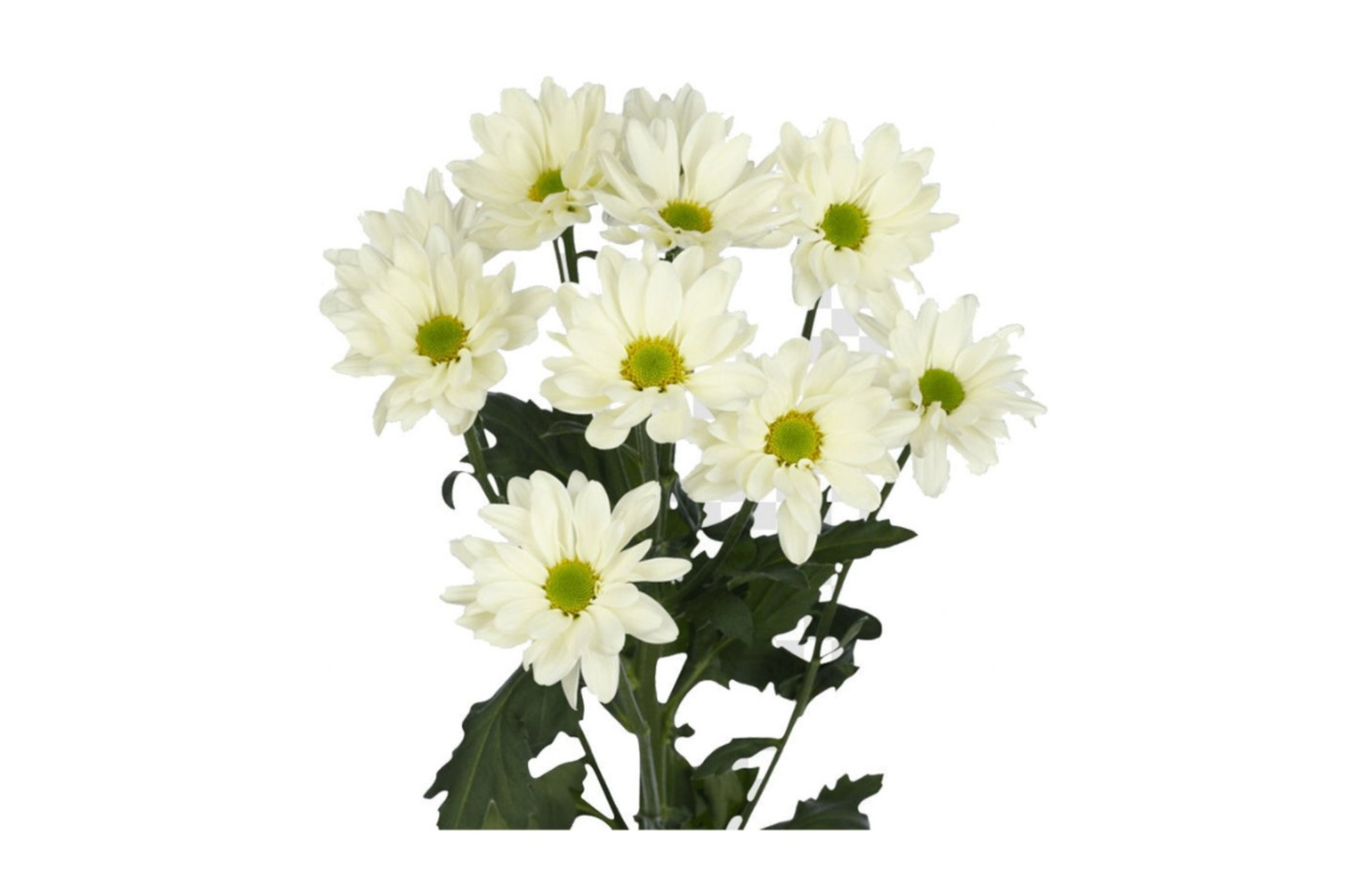 White Baby Chrysanthemum