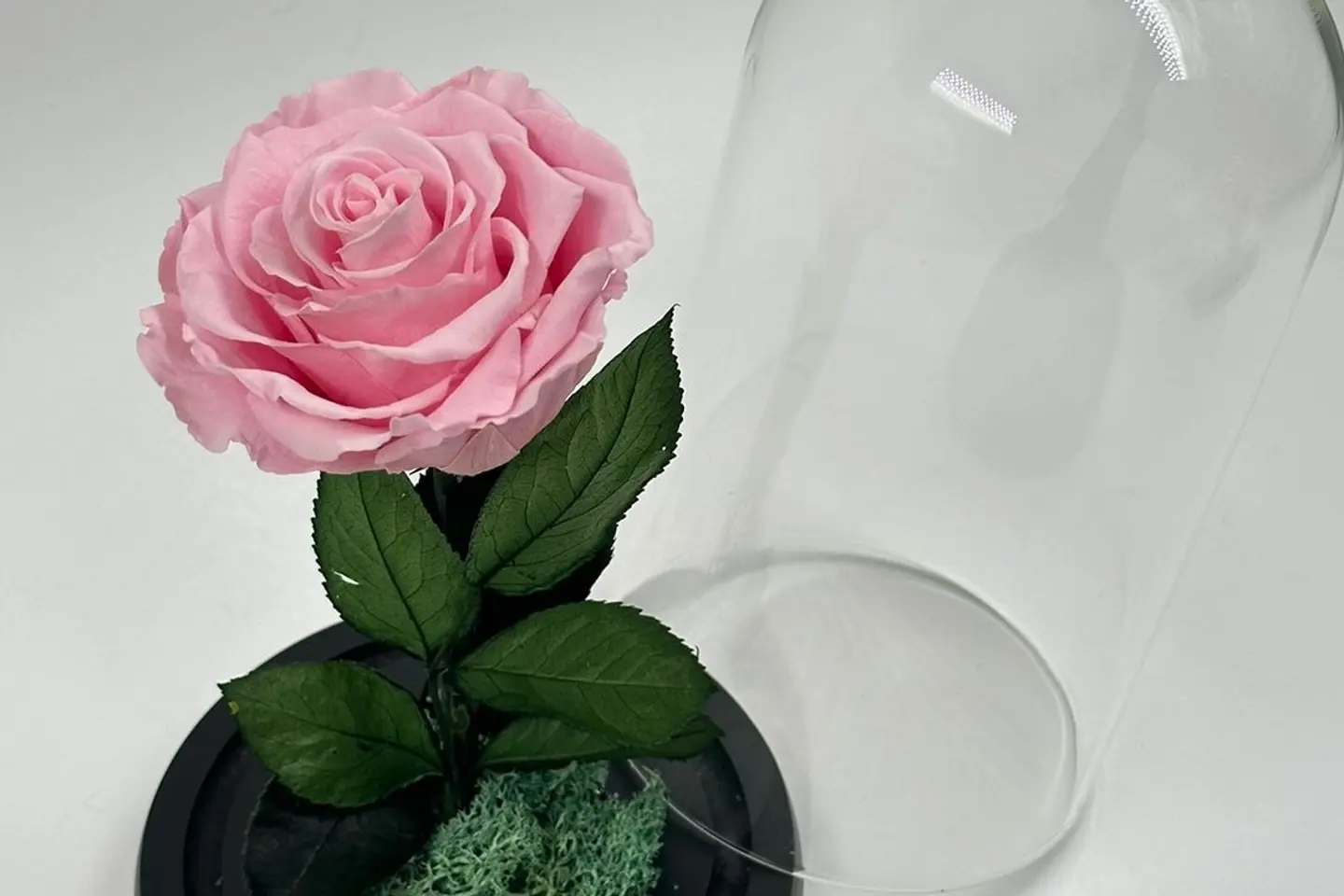 ورد دائم وردي وسط