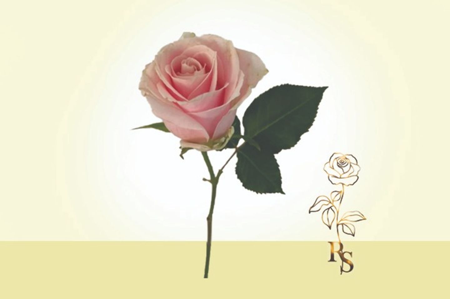 Pink Rose