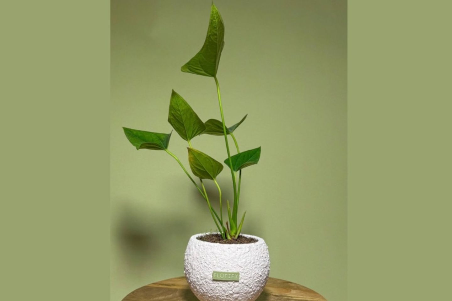 نبته أغصان خضراء