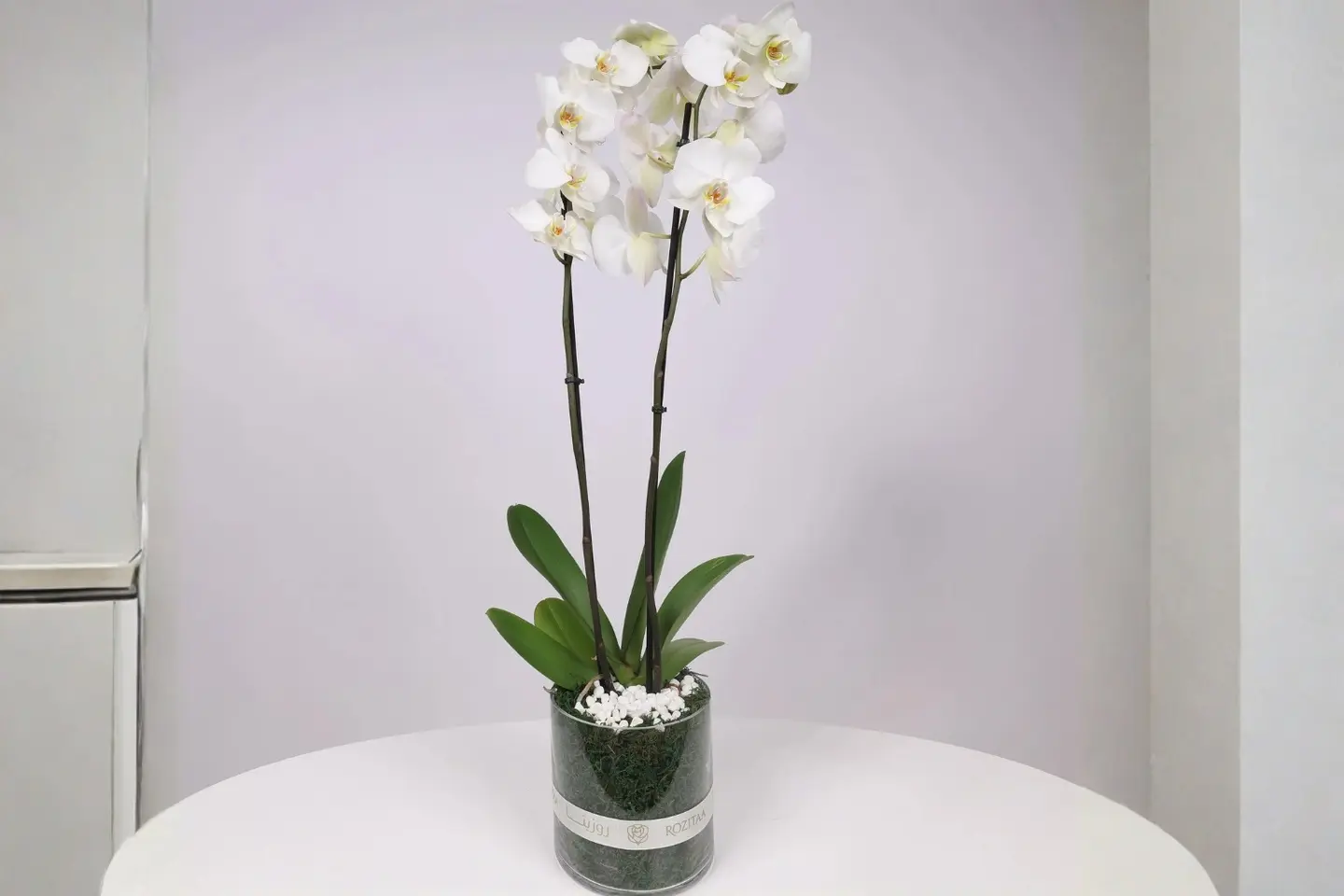 White Orchid Rose Vase – Premium Orchid