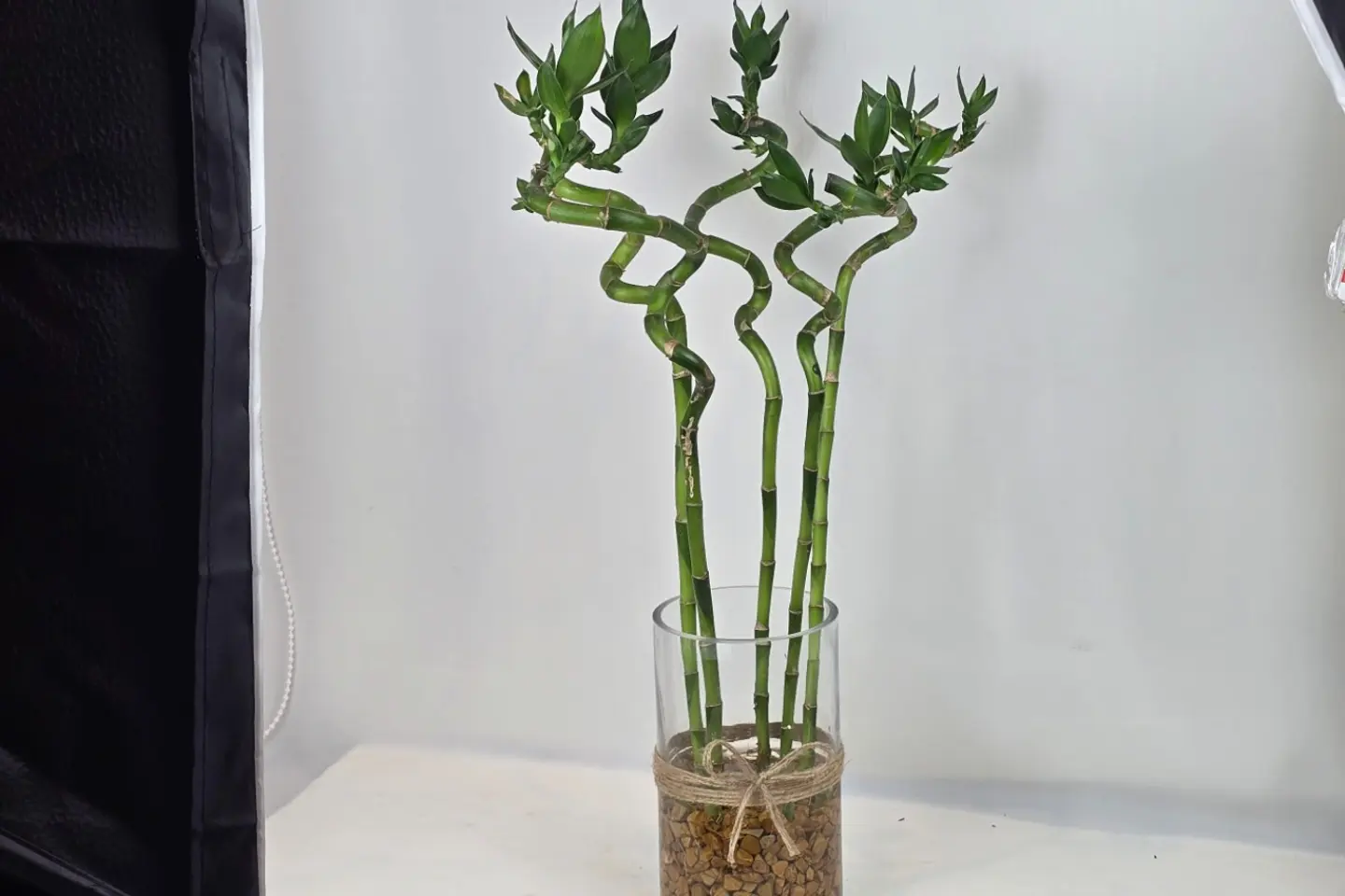 عصى موسى البامبو ٥