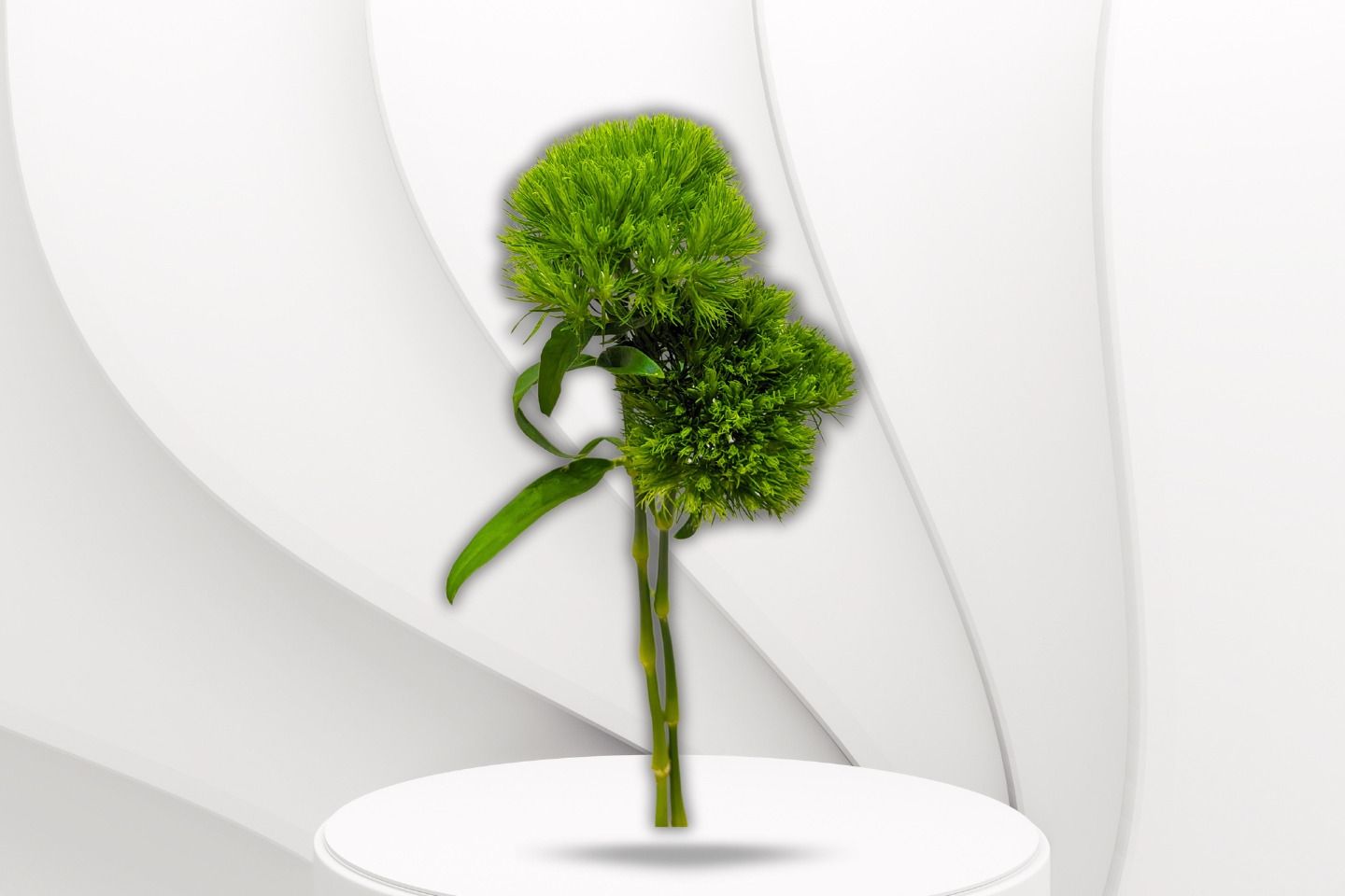 Green Cornsh Flower