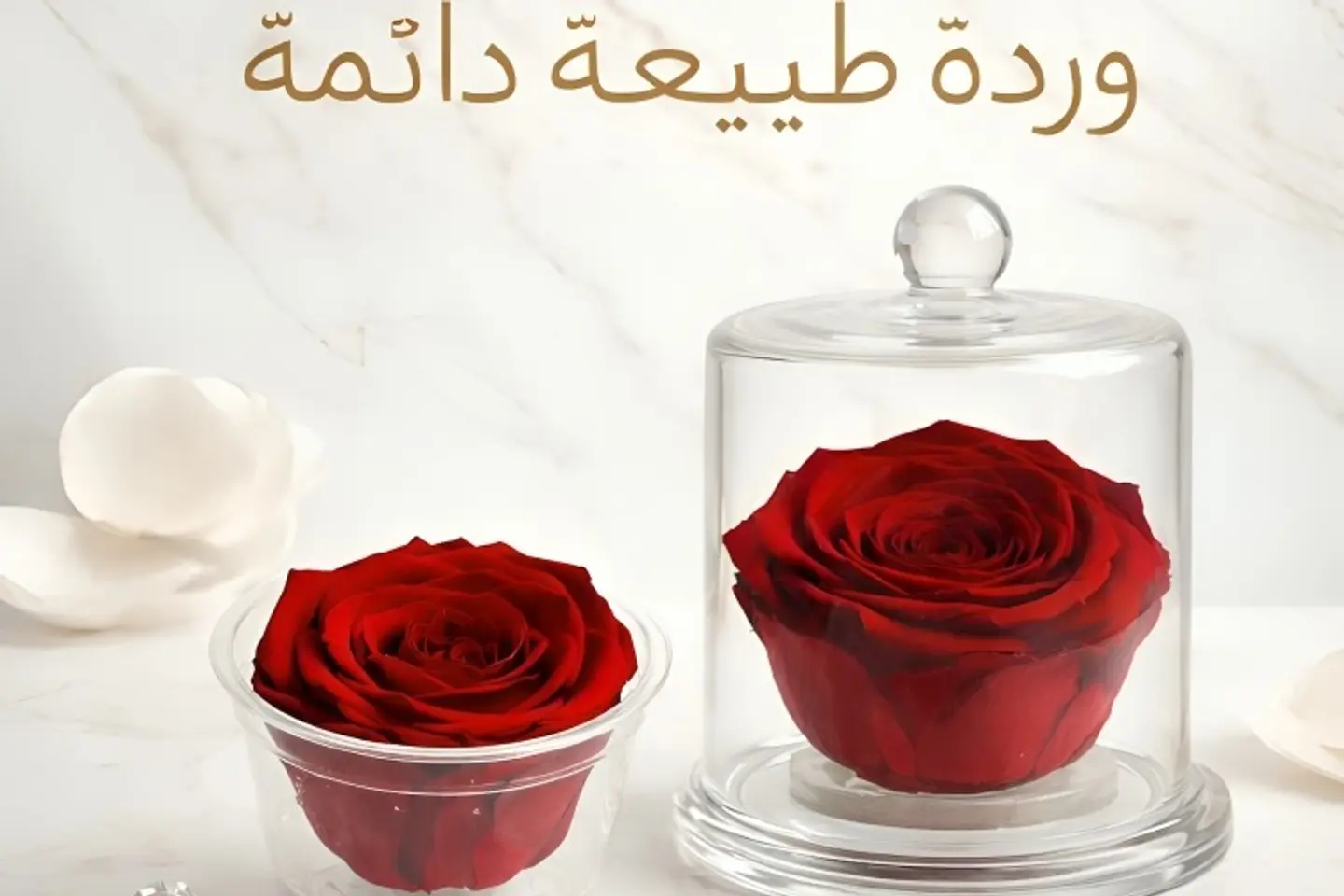 Rose   602