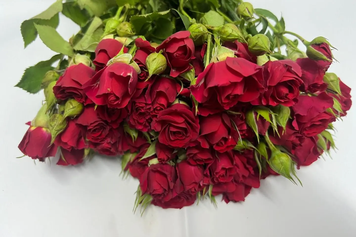 وردة و شتلة ٠٠٠٥٤