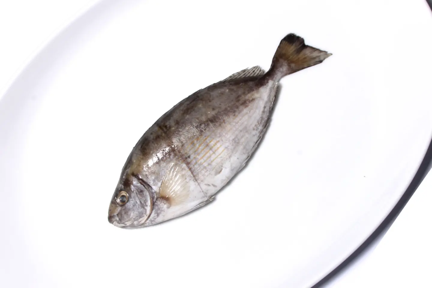 سيجان نصف كيلو