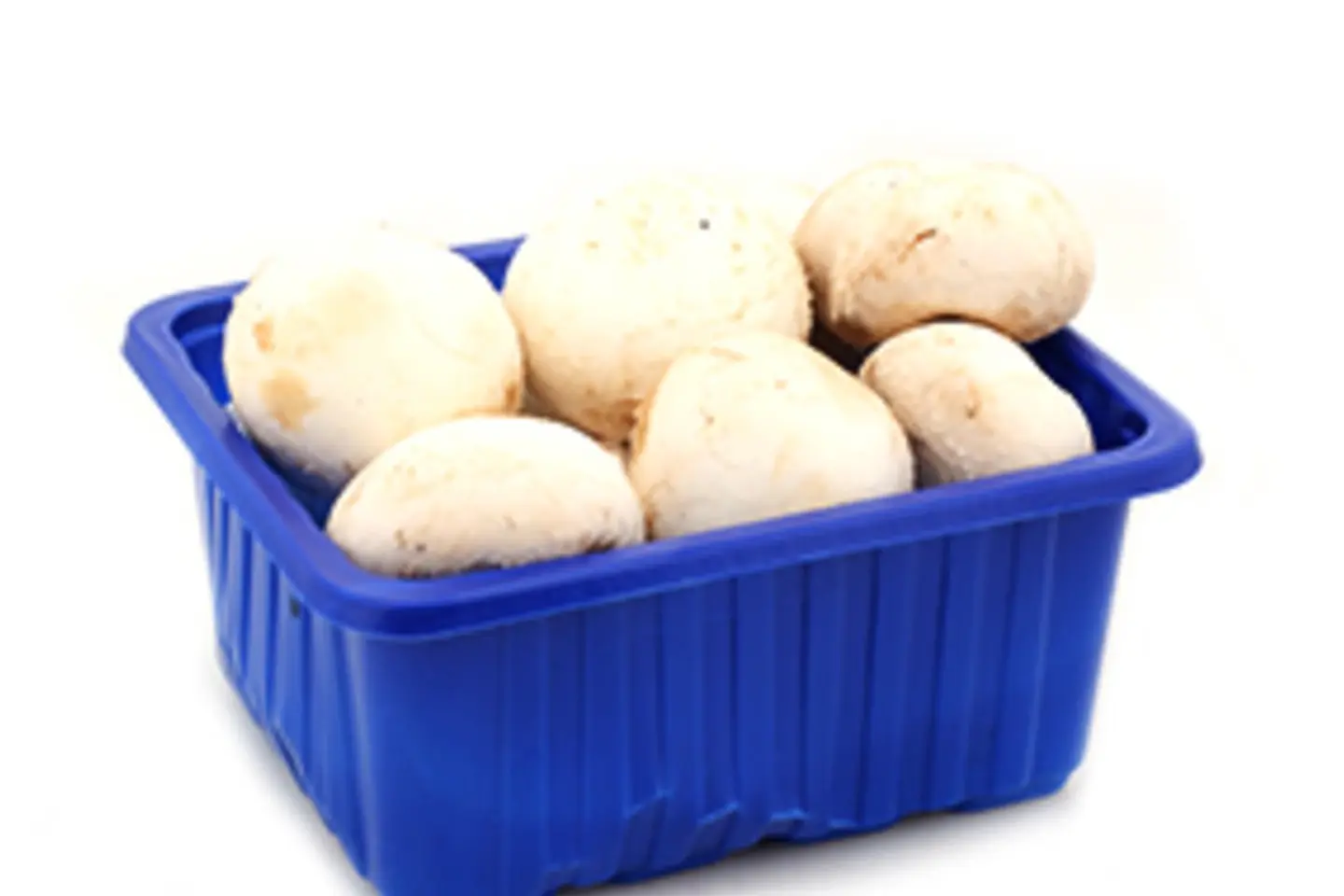 فطر ابيض