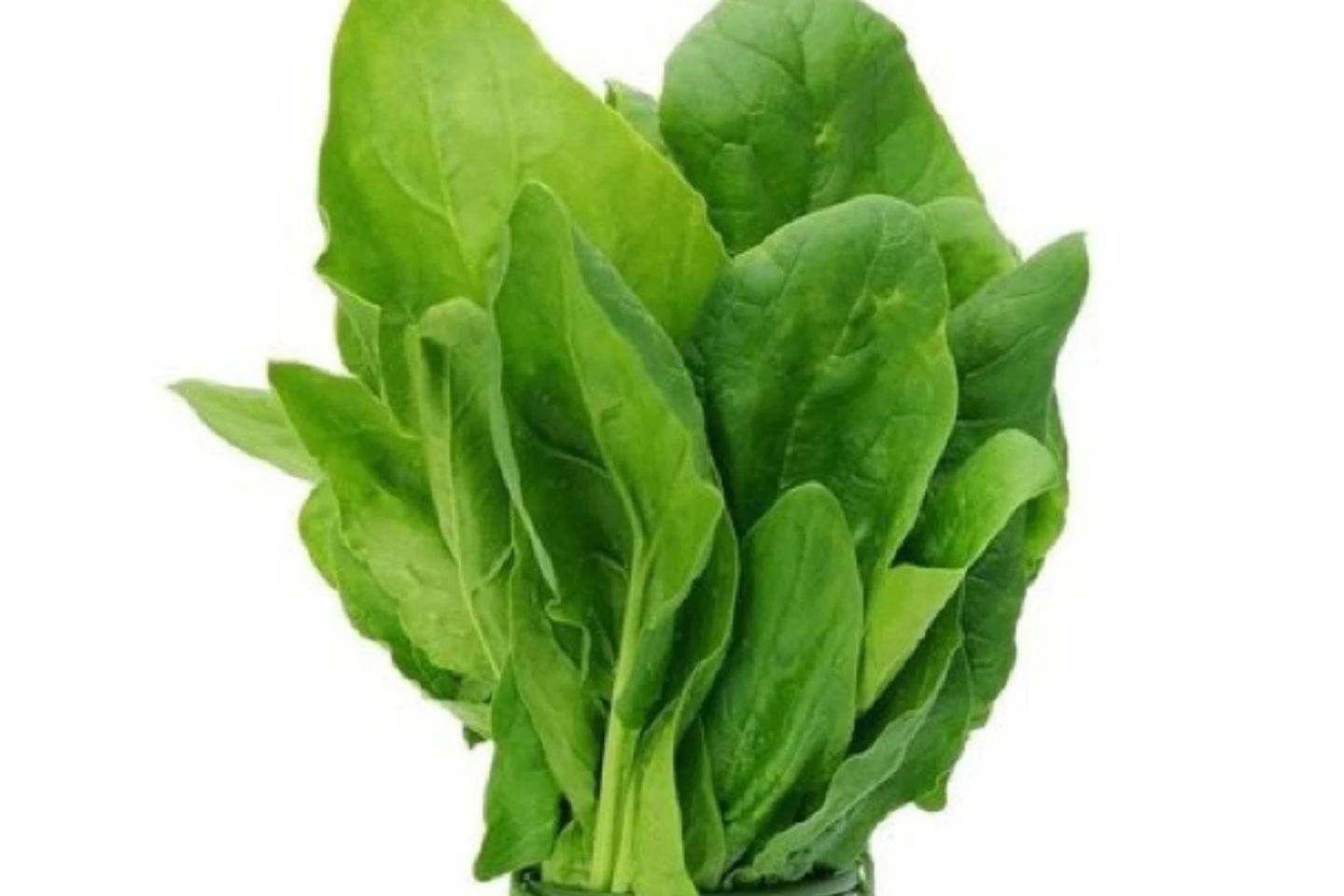 سبانخ