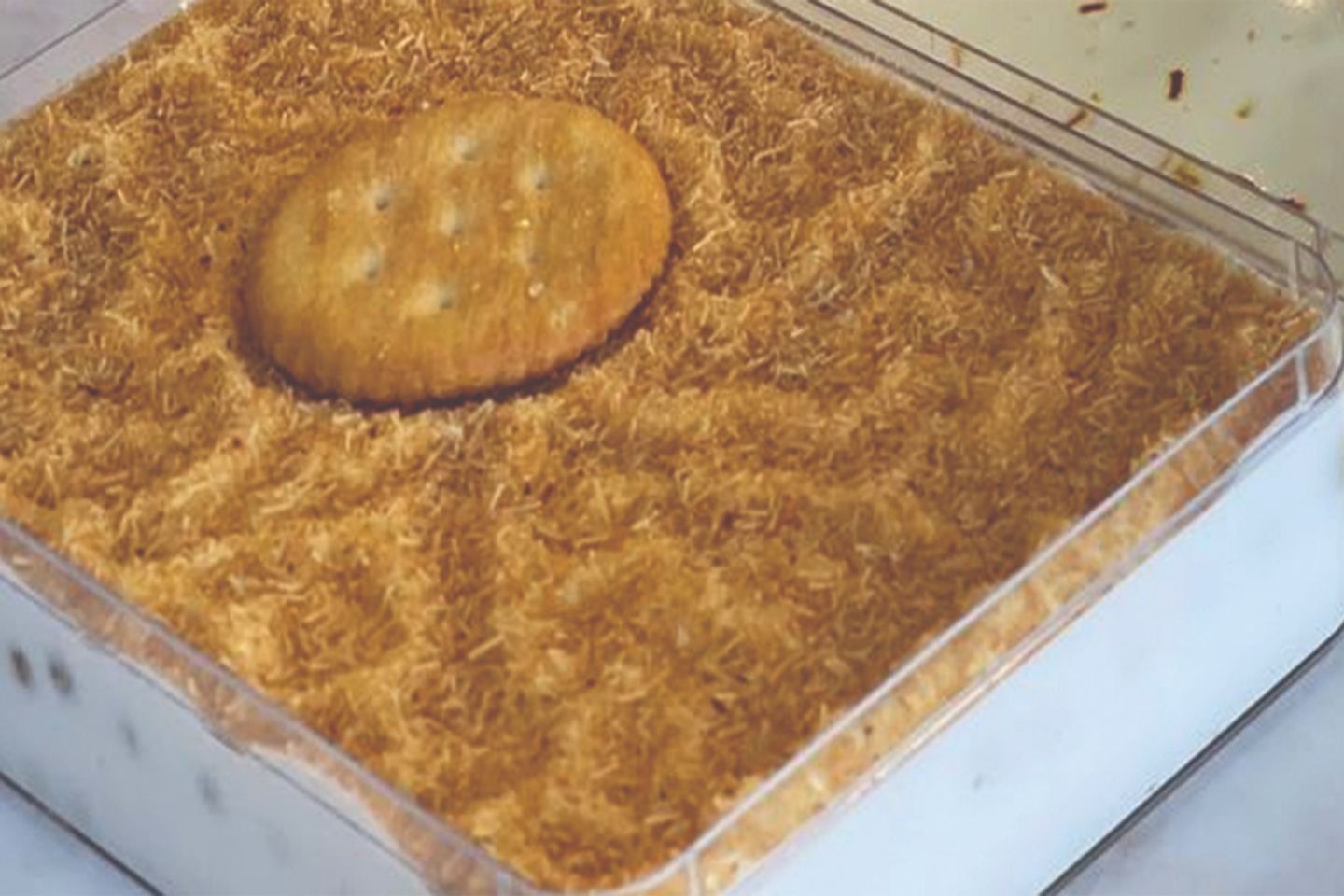 Sweet Khashkhash