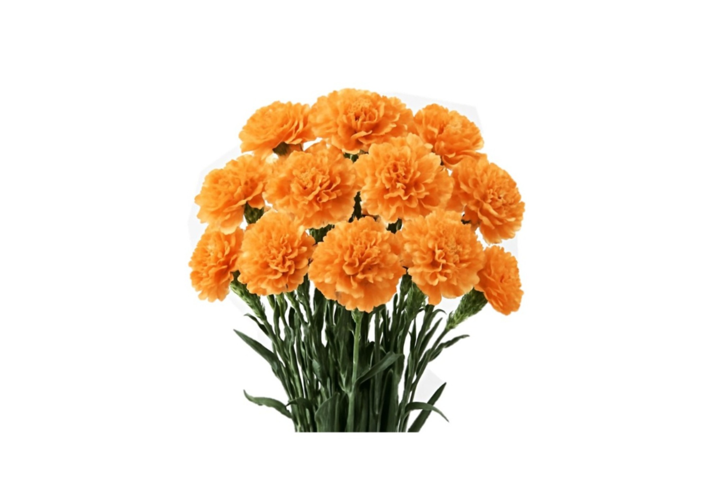 Orange Carnation