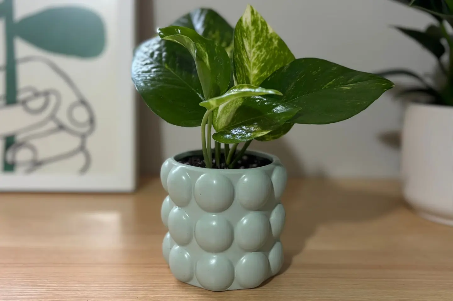 نبتة بوتس فازة بابلز