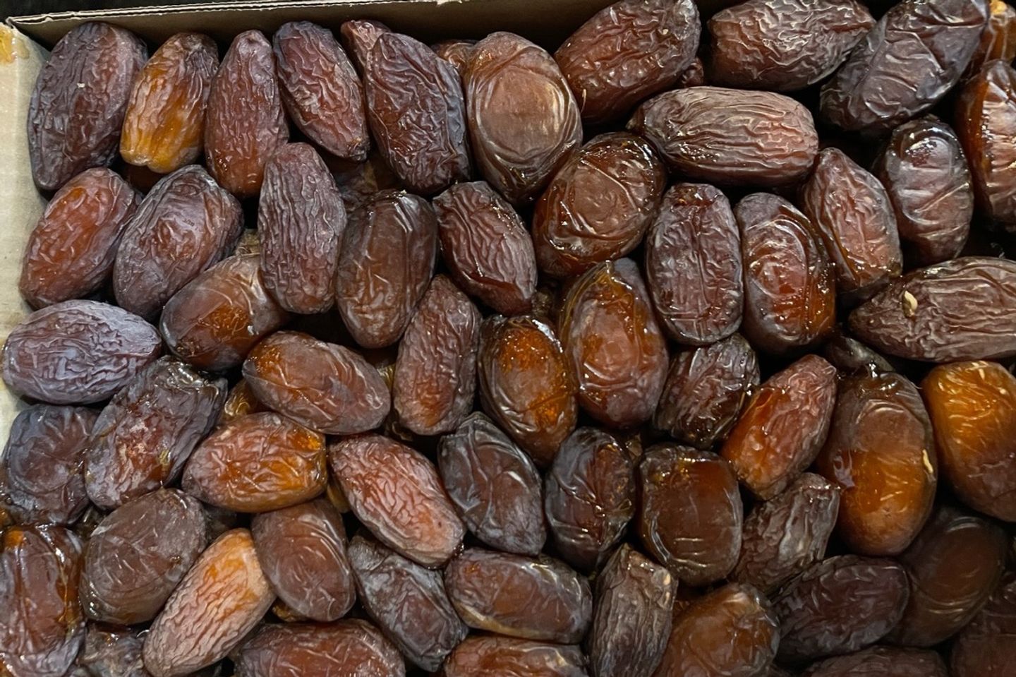 مجدولة المدينه جديده حق الموسم
