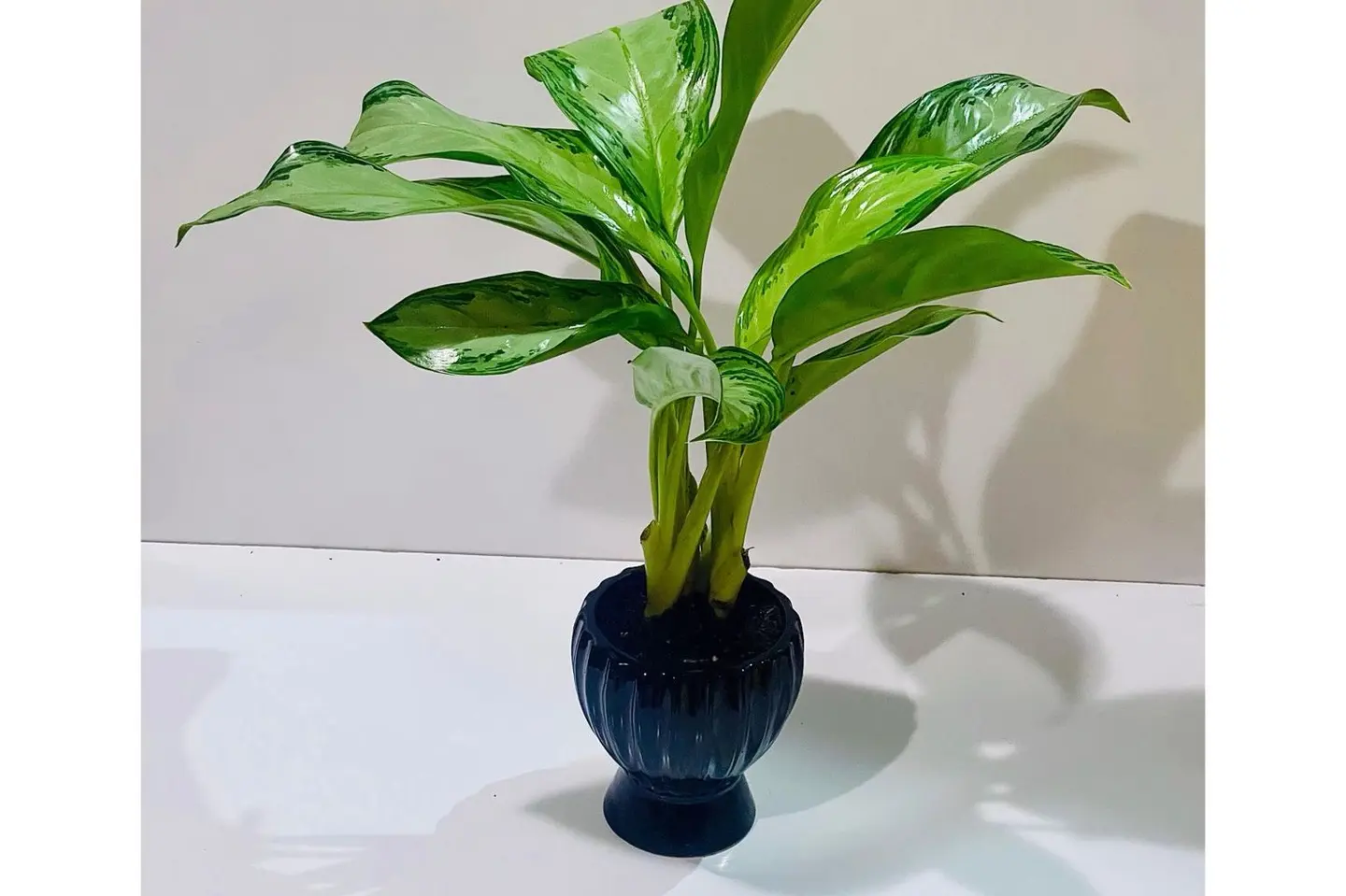 نبات أجلونيما الجميل ٦١