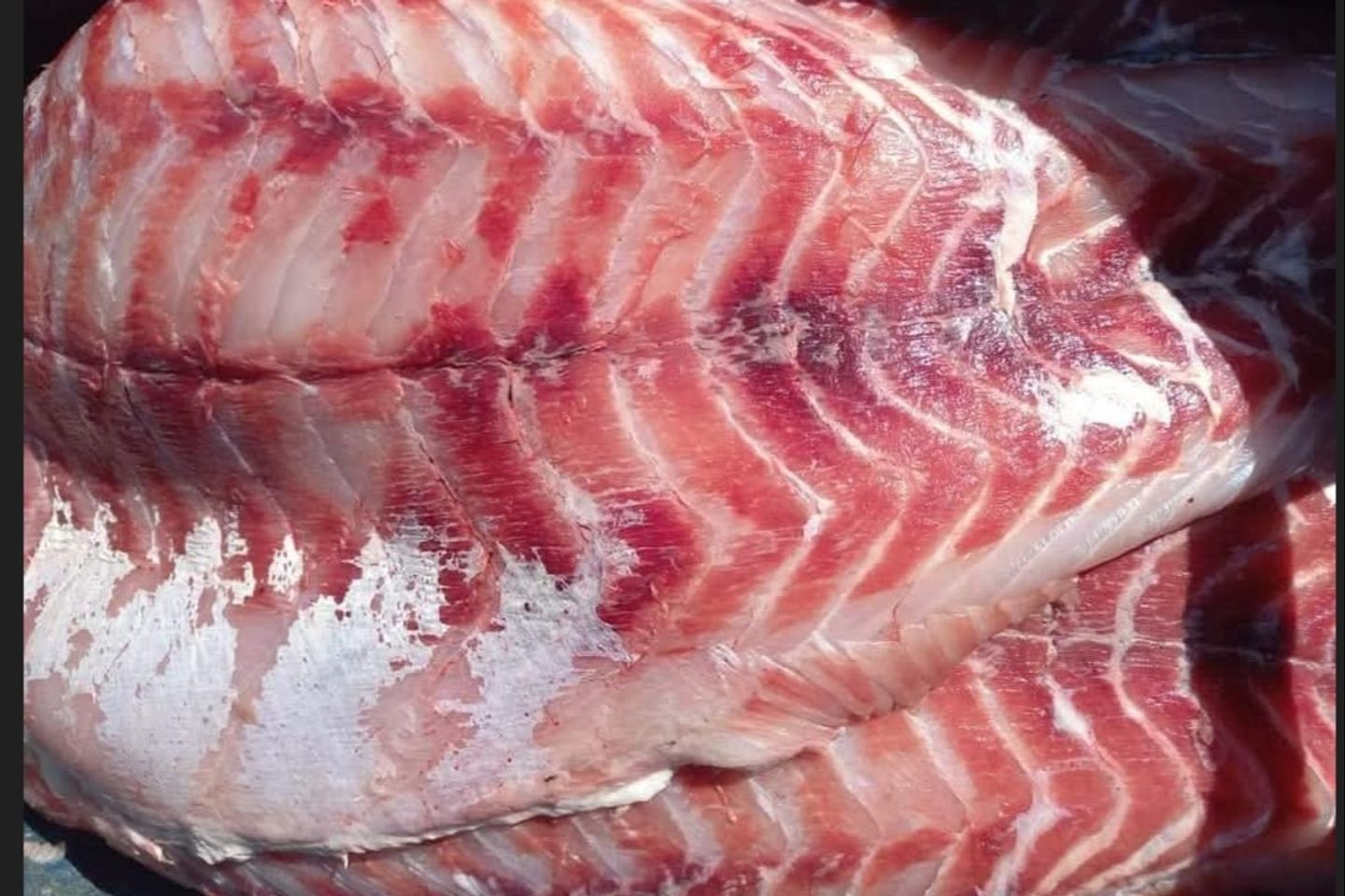 Hamour Fillet