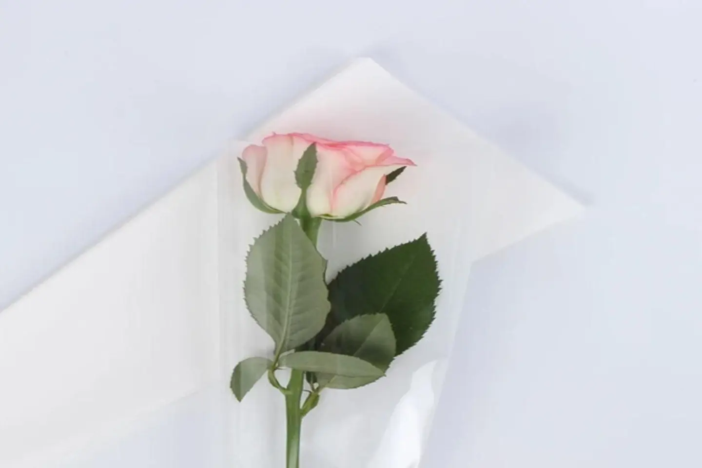 وردة جوري فردية