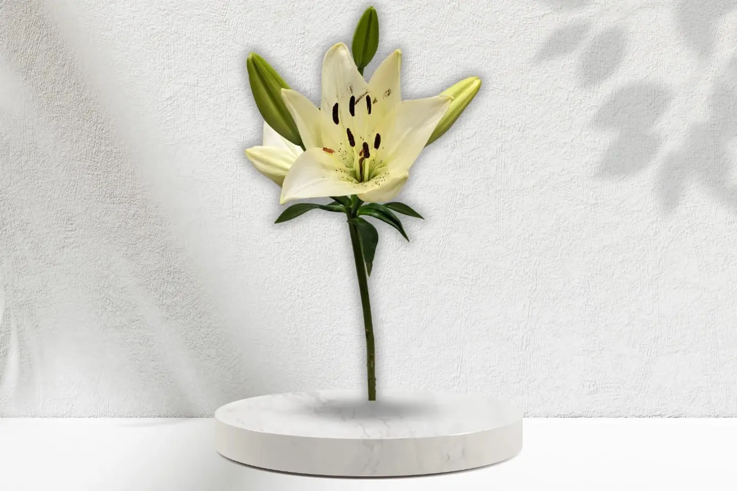 Lilium