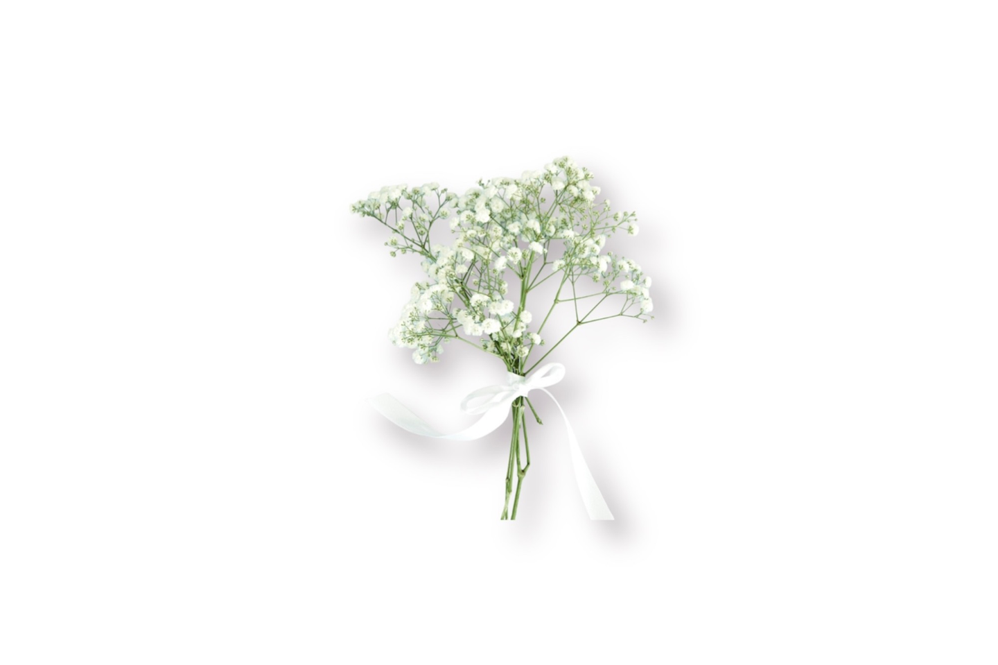 Gypsophila