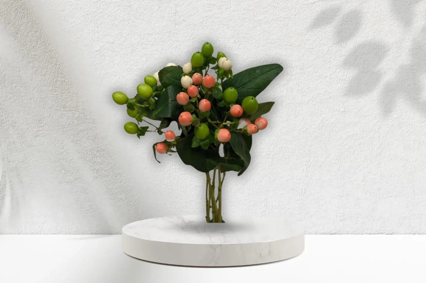 Hypericum