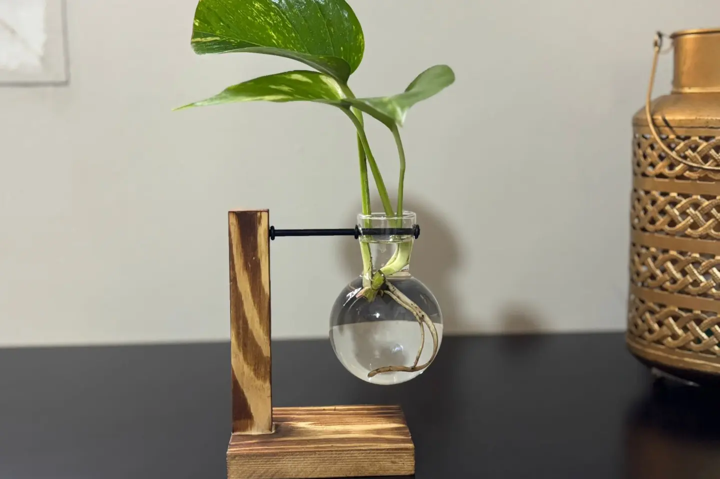 فازة خشبية بقاعدة عصرية مع نبتة البوتس ج